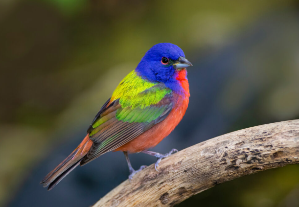 bird