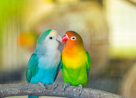 bird