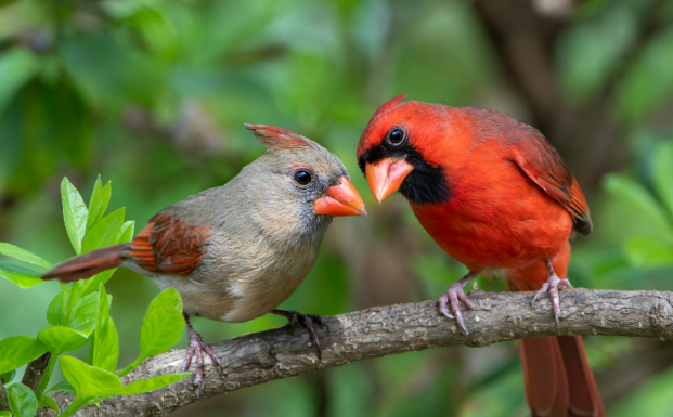 bird