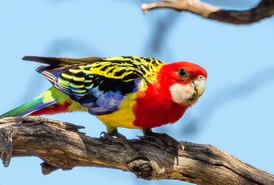 bird