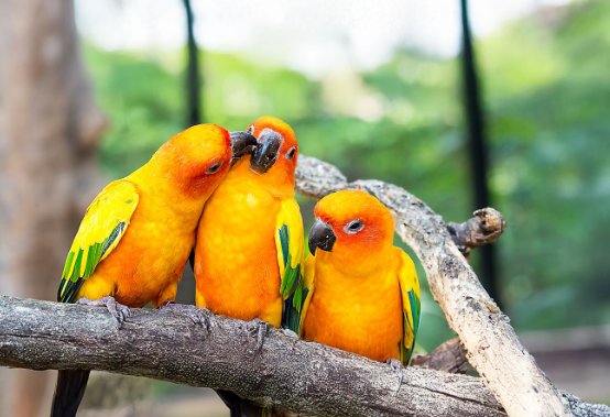bird