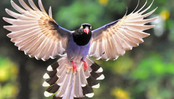 bird
