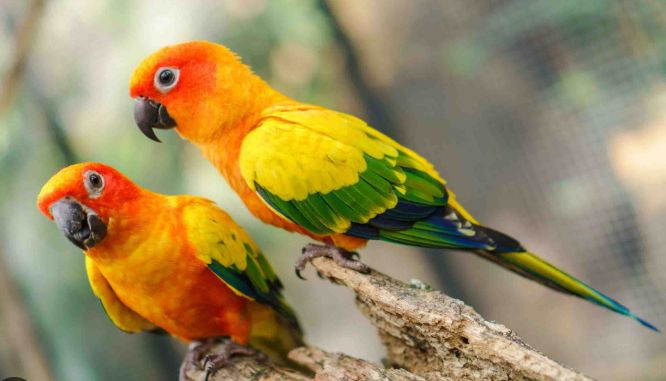 bird